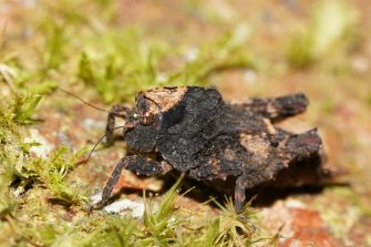 An Australian Barkhopper is a pygmy grasshopper