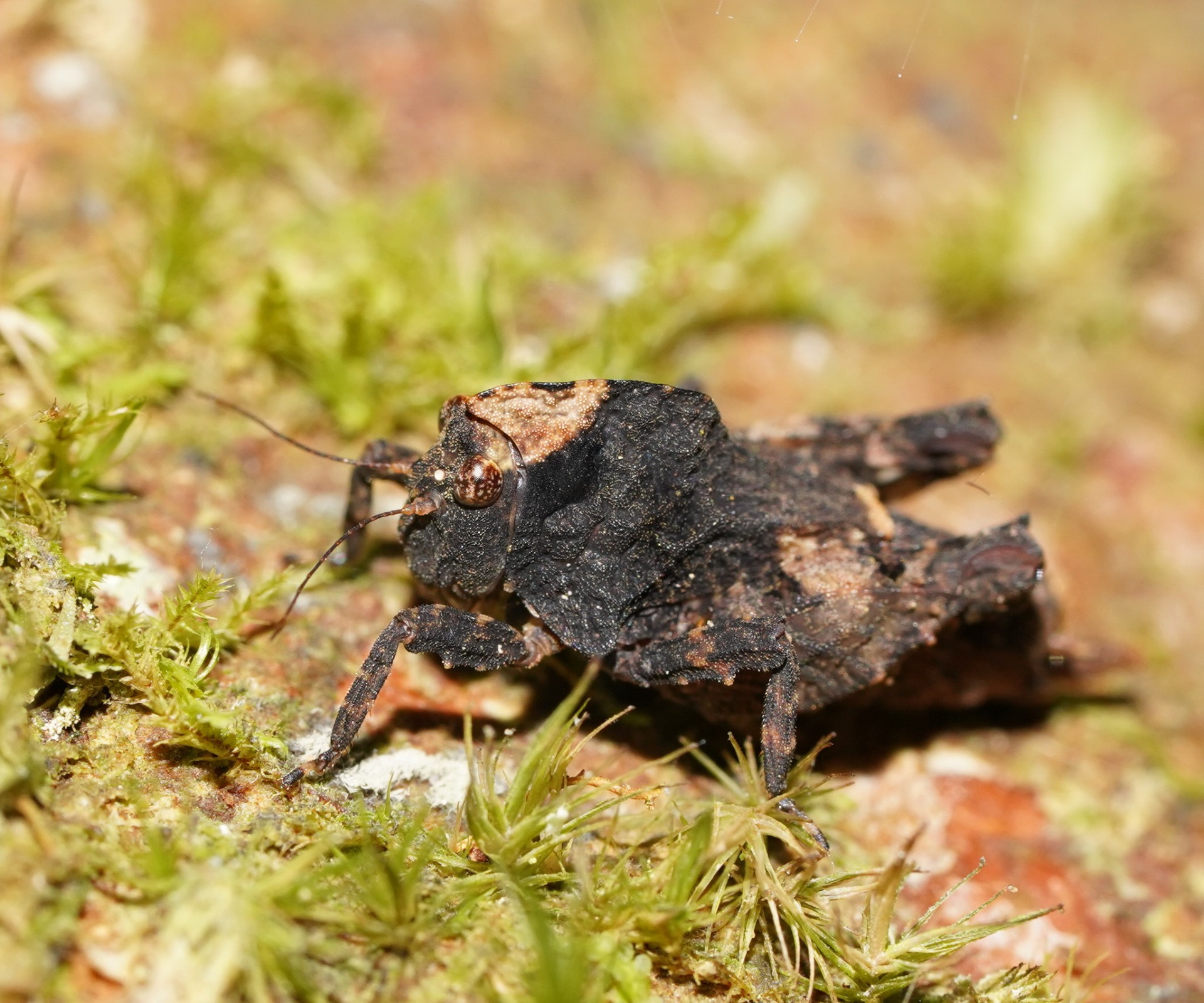 An Australian Barkhopper is a pygmy grasshopper