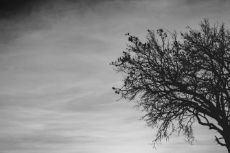 A tree in greyscale set against a cloudy sky