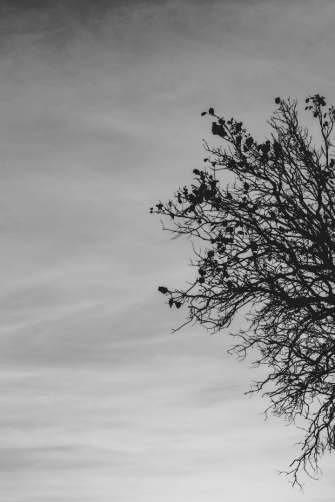 A tree in greyscale set against a cloudy sky