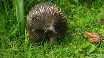 Australian Echidna in green wet grass