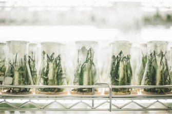 Row of plants in beakers