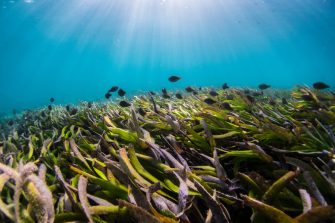 seagrass and fish in ocean