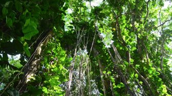 looking up at tropical trees in the rainforest