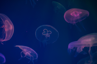 Integrated-micro-macro-biology