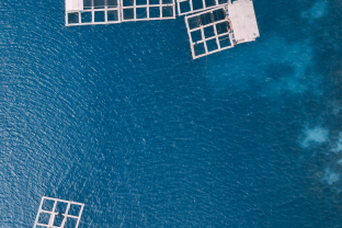 Marine-biotechnology-and-aquaculture