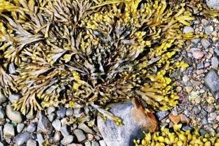 Andrew Buchanan profile portrait