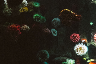 ecological-management