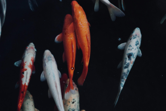 Elucidating the diversity and function of microbial communities associated with important aquaculture species