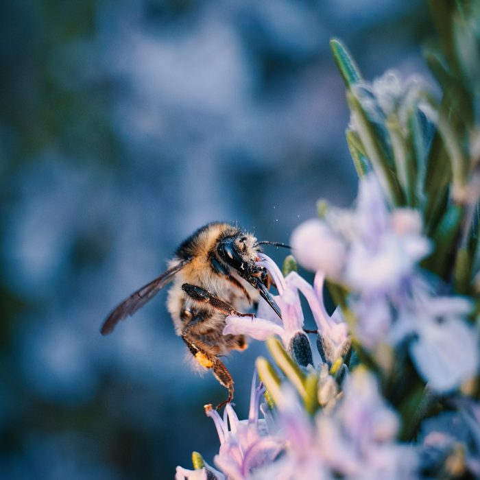 Close up of bee on purple flower