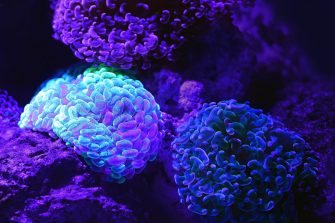 A garden like arrangement of beautiful glowing soft corals in a dark tank at the Cairns Aquarium.