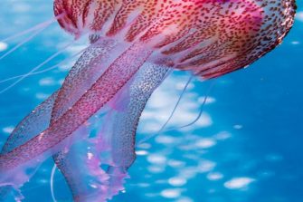 Evolutionary biology