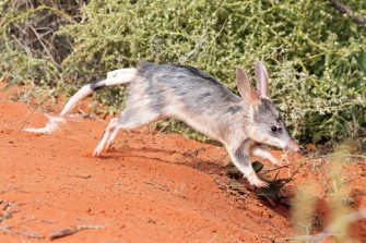 Greater Bilby