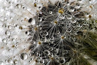 White flower with water drops