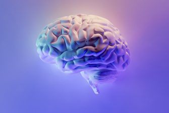 Coloured brain model