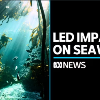 Led Impact on Seaweed ABC News