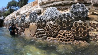 SEACS team learning about coral and marine life