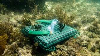 SEACS team learning about life under water