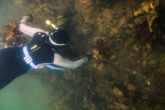 Photographs of fieldwork in Sydney Harbour collecting kelp for Annemie Rose.  Photos by Aliah Banchik