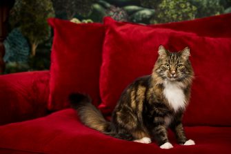 Benjamin Wilhelm, Xi Yu, Andrea Morello, Danielle Holmes with four cats