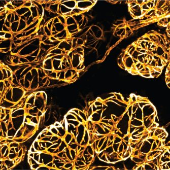 The Illuminators: Scope for Change