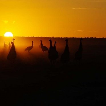 A group of curious dhinawan  (emu) at Cooceran Lake during a DEG YN On Country induction