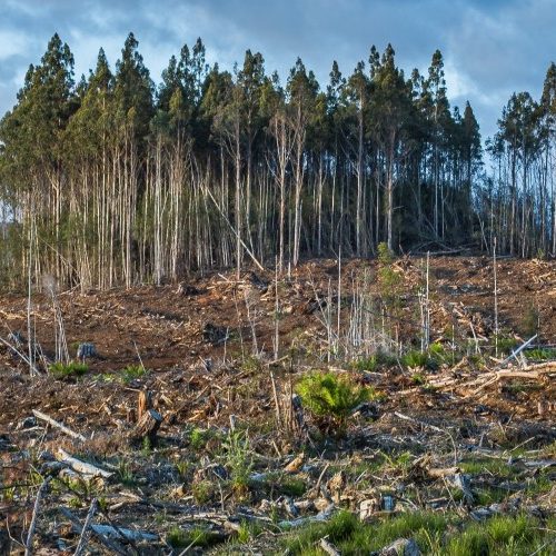 Photo of severe deforestation