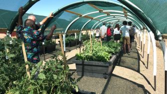 People in a sunny vegetable garden covered in shade cloth