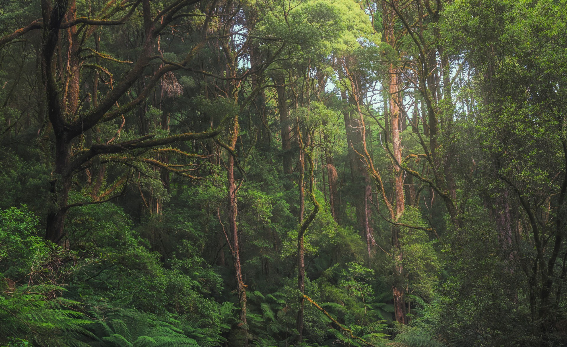Australian temperate rainforest