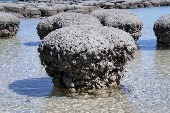 Stromatolite