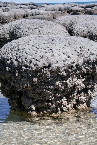 Stromatolite