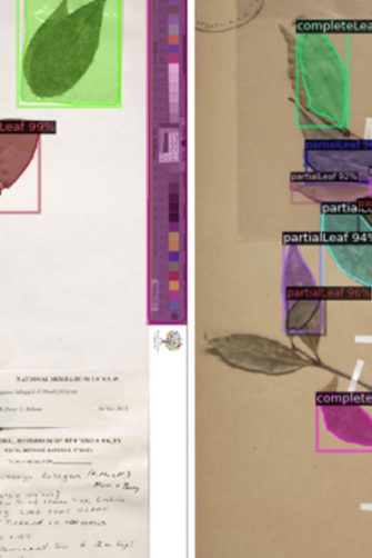 Scanned image of plant specimens