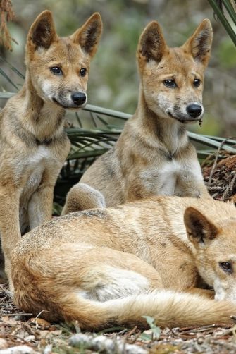 group of dingoes