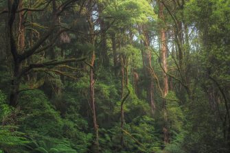 Australian temperate rainforest