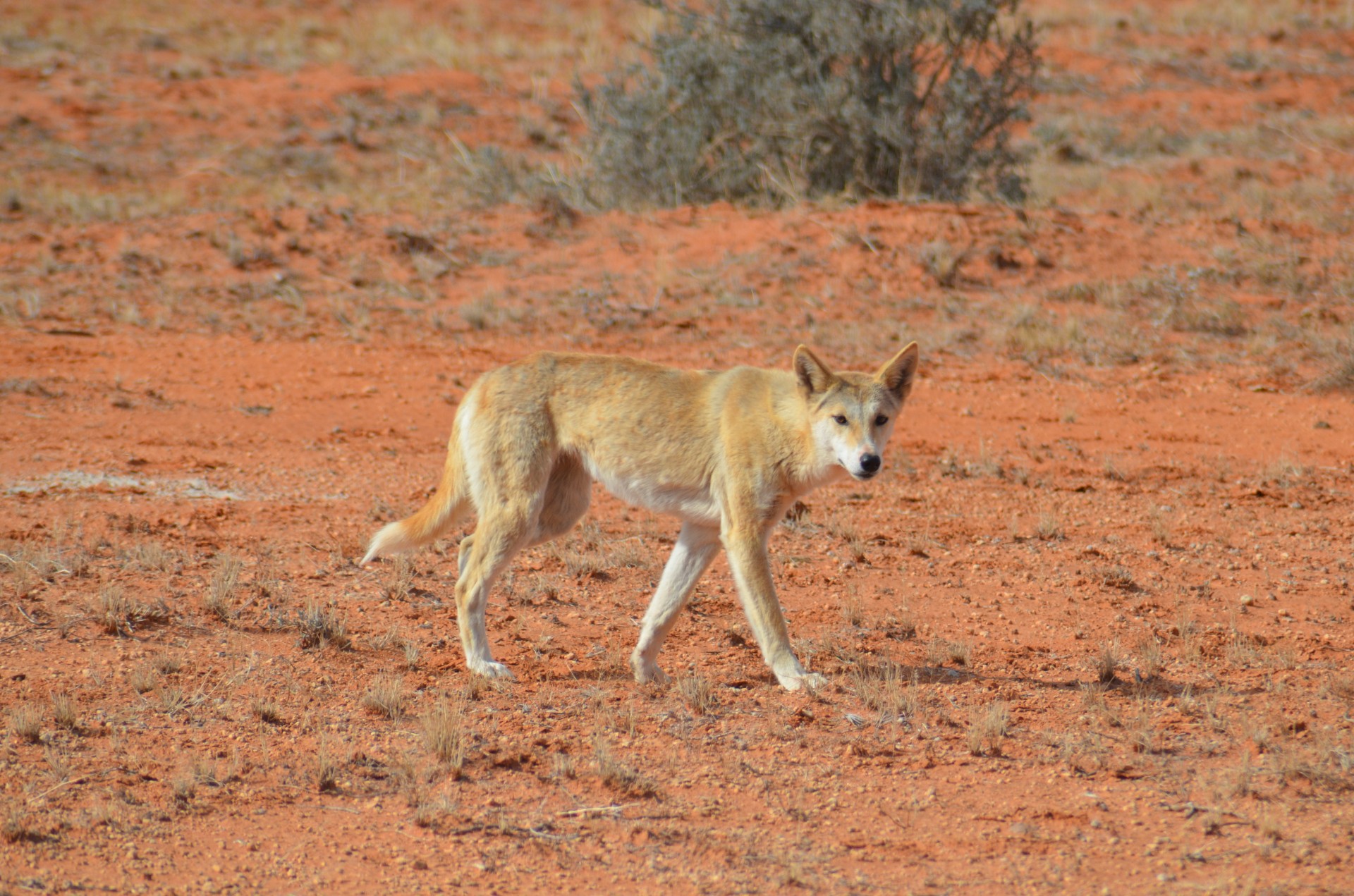 Dingo in the  Strzelecki Desert