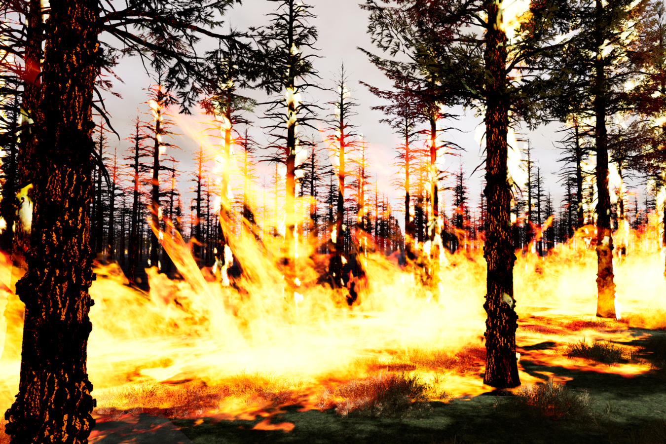 IFire visualisation of fire in pine plantation