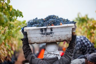 Worker on a vineyard carrying full container of grapes