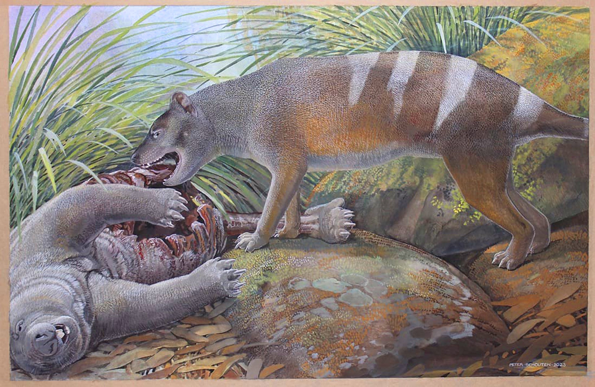 Artist’s reconstruction of Badjcinus timfaulkneri scavenging on the carcass of Silvabestius michaelbirti, a wombat-like marsupial also from Hiatus Site at the Riversleigh World Heritage Area