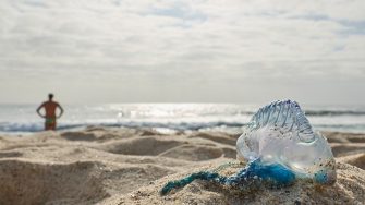 Bluebottle on Maroubra Beach - low res