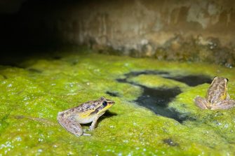 Two Spalding rocket frogs sit on moss.