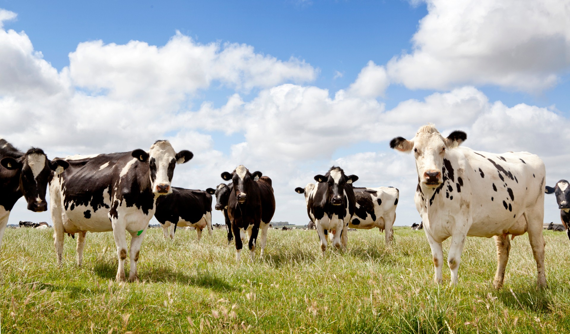 dairy cows stand in a grassy paddock