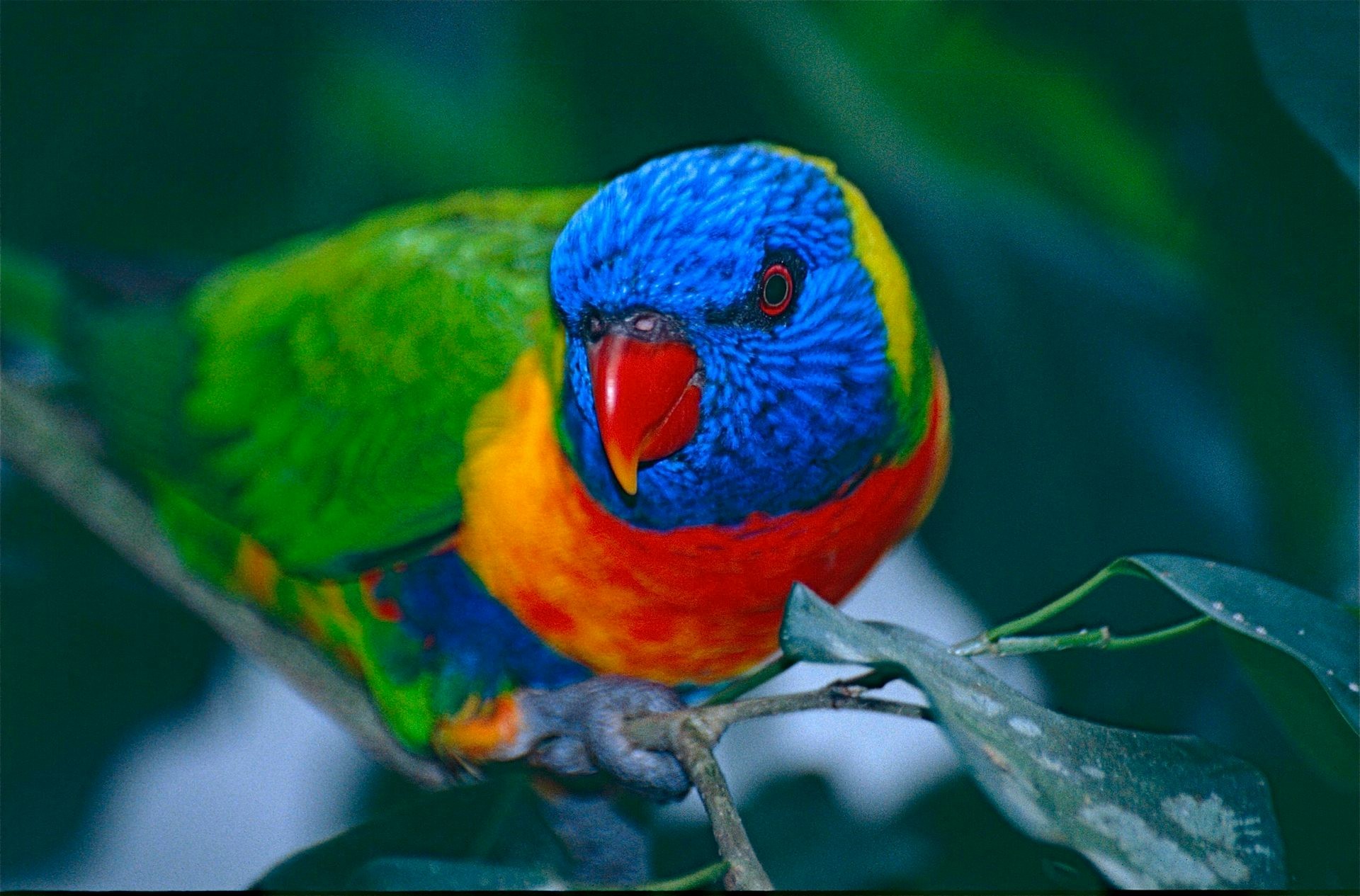Rainbow Lorikeet (Trichoglossus moluccanus). Bernard Dupont, via Wikimedia Commons, CC BY-SA