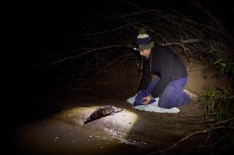 Tahneal Hawke releases a platypus captured as part of the project to repopulate Royal National Park.
