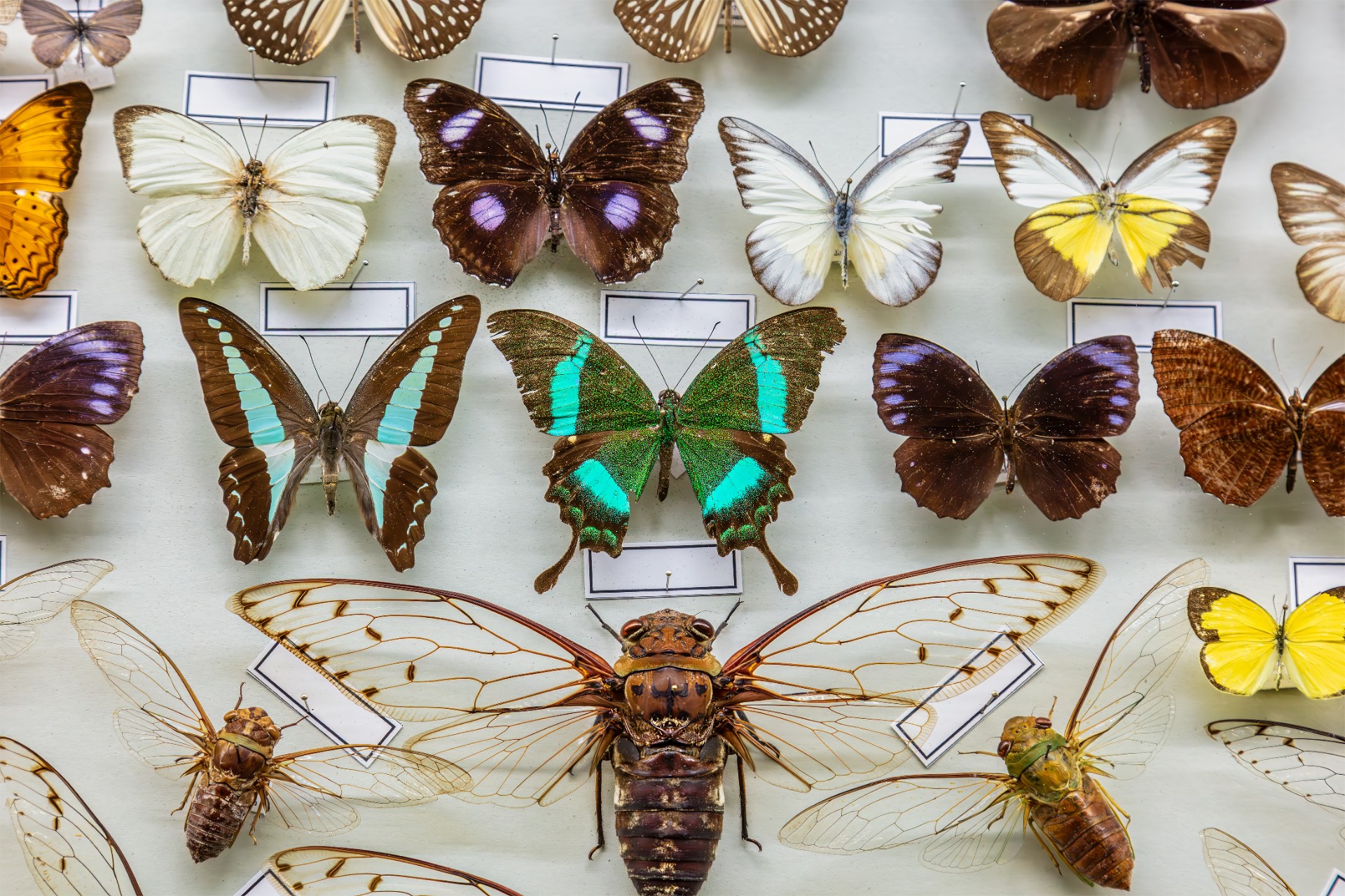 Different wildlife butterflies mounted in a scientific display cabinet