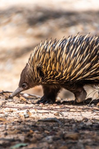 Echidna on the move