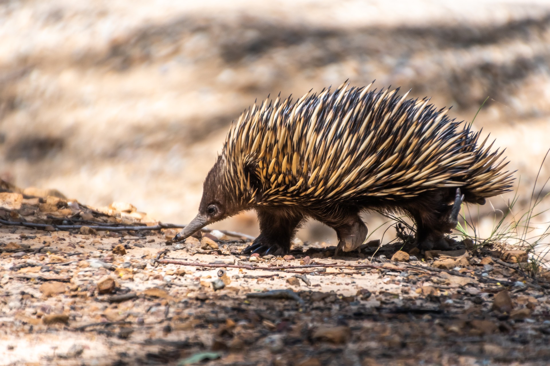 Echidna on the move