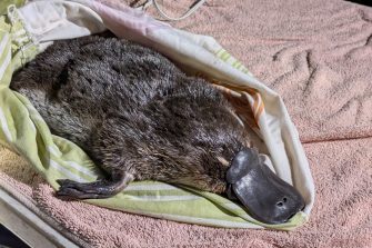 Researchers Dr Tahneal Hawke and Dr Gilad Bino assess the health of platypus, 'Prometheus', caught during a survey of the Royal National Park platypus population