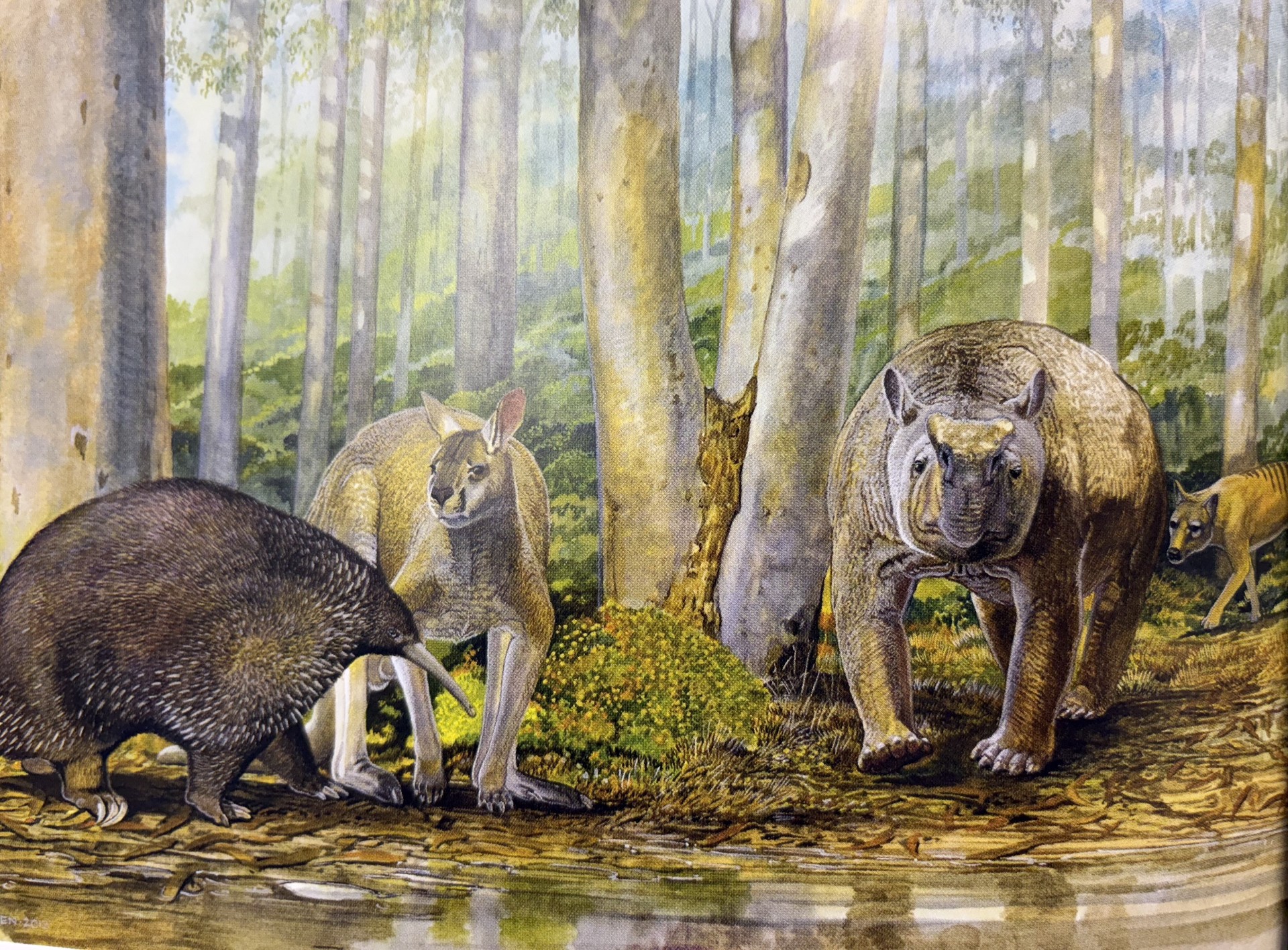 Megafaunal animals from Mammoth Cave about 50,000 years ago: Murrayglossus hacketti, a giant long-beaked echidna; Procoptodon browneorum, a giant kangaroo ; Zygomaturus trilobus, the giant diprotodontid; and Thylacinus cynocephalus, the Tasmanian Thylacine.