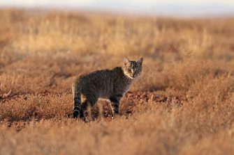 A feral cat in the Australian outback
