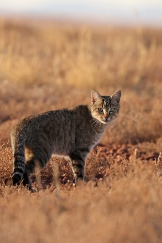 A feral cat in the Australian outback